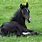 Black and White Baby Horse