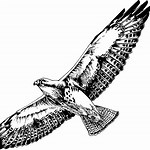 Black and White Hawk Drawings