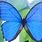 Blu Butterfly
