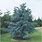 Blue Cedar Tree