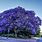 Blue Flower Tree