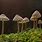 Blue Magic Mushrooms