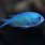 Blue Water Fish