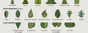 Botanical Plant Guide