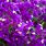 Bougainvillea Flower Colors