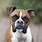 Boxer Breed