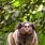 Brazilian Monkey