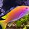 Bright Colorful Fish