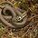 Brown Grass Snake