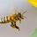 Buckfast Honey Bee