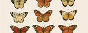 Butterfly Print Poster