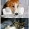 Cat and Dog Funny Texts