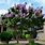 Catawba Crape Myrtle Tree