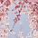 Cherry Blossom Phone Wallpaper