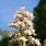 Chestnut Flower