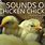 Chick Sounds