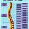 Chiropractic Spinal Chart