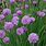 Chives Herb