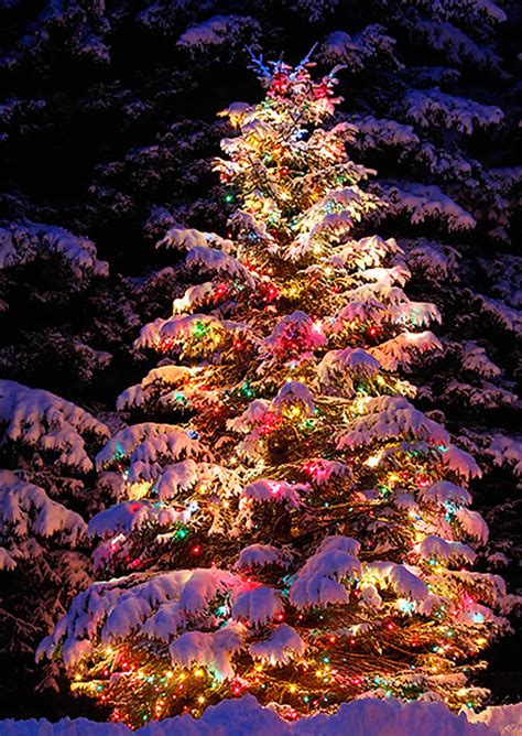 Christmas Tree Light Ideas Outdoor