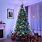 Christmas Tree with Big Lights