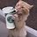 Coffee Break Cat