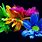 Colorful Nature Flowers Wallpapers
