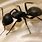 Common Black House Ants