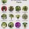 Common House Plants and Their Names