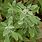 Common Sage Herb