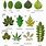 Common Tree Leaf Shapes
