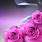 Cool 3D Background Desktop Rose