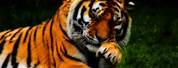 Cool Bengal Tiger Wallpaper