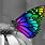 Cool Pictures of Butterflies