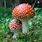 Cool Types of Mushrooms