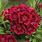 Coral Red Dianthus