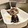 Cute Cat Bath