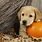 Cute Dog Pumpkin