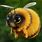 Cute Fluffy Bee