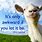 Cute Goat Sayings