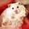 Cute Pet Hamster