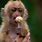Cute Pet Monkeys