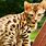 Cutest Bengal Kitten