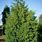 Cypress Cedar Tree