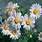 Daisy Chrysanthemum