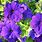 Dark Purple Petunia