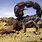 Deadliest Scorpion in the World