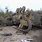 Destroyed Military Vehicles
