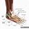 Detailed Foot Anatomy