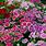 Dianthus Colors