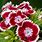 Dianthus Sweet William Flower